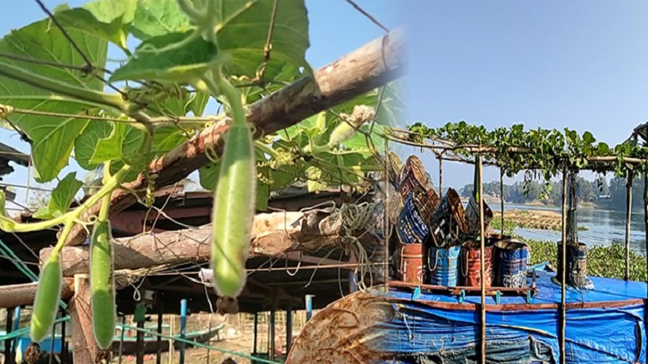 মাছ ধরার ট্রলারের ছাদে লাউ চাষ! মাছ ধরার ট্রলারের ছাদে লাউ চাষ!