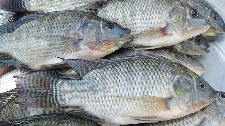 জেনে নিন তেলাপিয়া মাছ চাষের সঠিক কৌশল