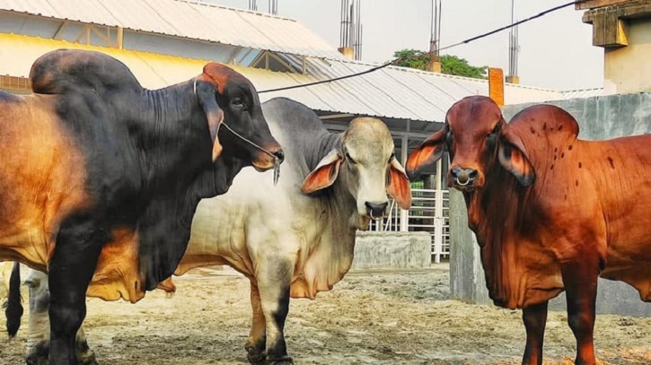 গরু নিয়ে জালিয়াতি: সেই ব্রাহামাই পরে ঈদে কোটি টাকায় বিক্রি! গরু নিয়ে জালিয়াতি: সেই ব্রাহামাই পরে ঈদে কোটি টাকায় বিক্রি!