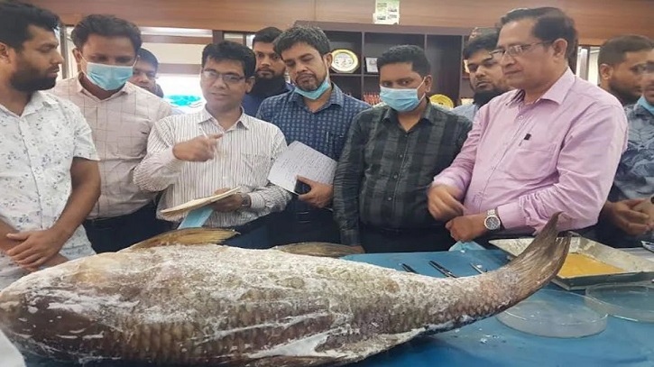 মৎস্য হেরিটেজ হালদায় ডলফিন ও মা মাছ মৃত্যুর কারণ খুঁজতে মাঠে গবেষকরা মৎস্য হেরিটেজ হালদায় ডলফিন ও মা মাছ মৃত্যুর কারণ খুঁজতে মাঠে গবেষকরা