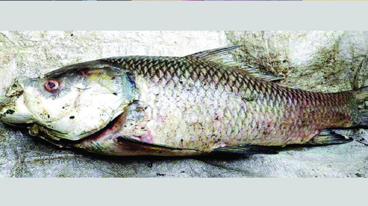 হালদার শাখা খালে মিলল ১২ কেজি ওজনের মরা মা-কাতলা