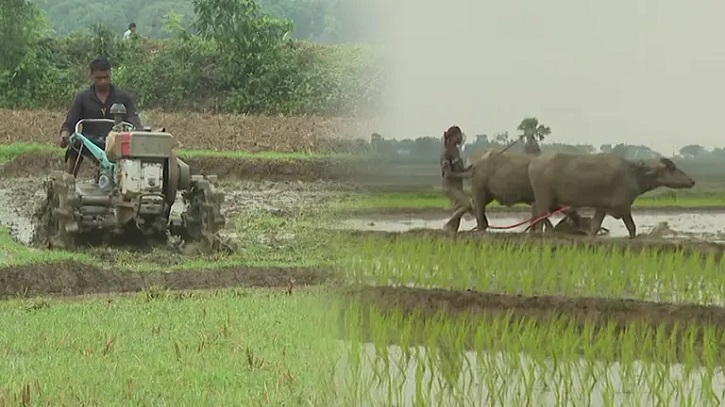 টানা বৃষ্টিতে স্বস্তি ফিরেছে বরেন্দ্র অঞ্চলে, আমনের জমি প্রস্তুত