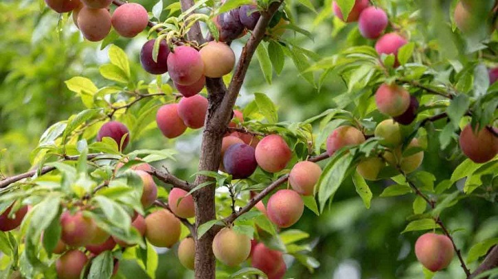 আলুবোখারা চাষে সফলতা পাহাড়ে, নতুন সম্ভাবনা দেখাচ্ছে এই মসলা আলুবোখারা চাষে সফলতা পাহাড়ে, নতুন সম্ভাবনা দেখাচ্ছে এই মসলা