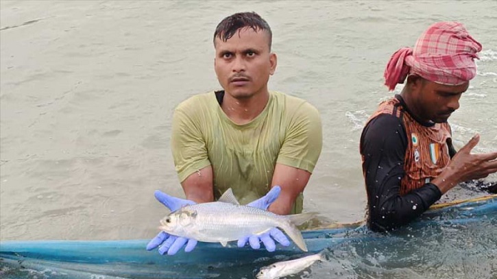 পুকুরে ইলিশের পরীক্ষামূলক চাষ শুরু করেছেন পশ্চিমবঙ্গের মৎস্যবিদরা পুকুরে ইলিশের পরীক্ষামূলক চাষ শুরু করেছেন পশ্চিমবঙ্গের মৎস্যবিদরা