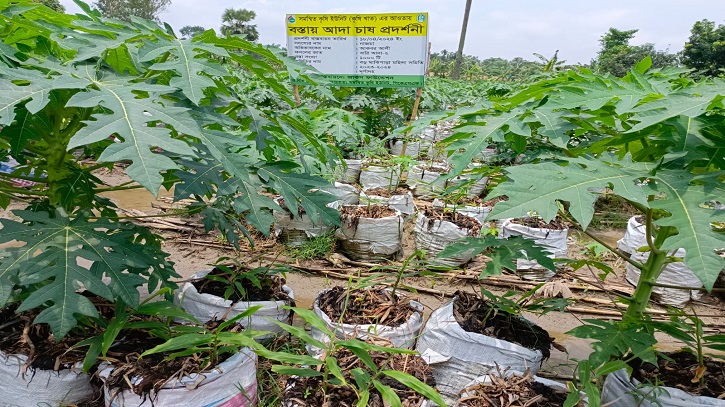 বস্তায় আদা চাষ করে সফল চাষি রুস্তম আলী বস্তায় আদা চাষ করে সফল চাষি রুস্তম আলী