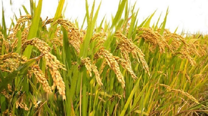 পিরোজপুরে আমন চাল উৎপাদনের লক্ষ্যমাত্রা ১ লাখ ৩৯ হাজার মে:টন পিরোজপুরে আমন চাল উৎপাদনের লক্ষ্যমাত্রা ১ লাখ ৩৯ হাজার মে:টন