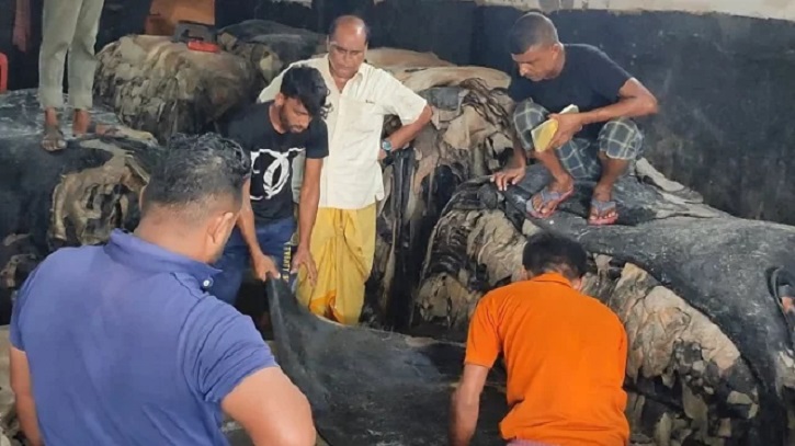 মোকামে লবণযুক্ত চামড়া আসতে শুরু করেছে মোকামে লবণযুক্ত চামড়া আসতে শুরু করেছে