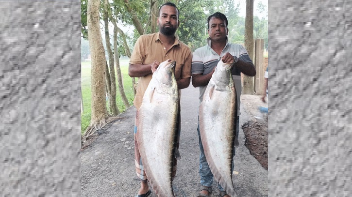 দিঘিতে মিলল ২২ কেজি চিতল, ২২ হাজারে বিক্রি দিঘিতে মিলল ২২ কেজি চিতল, ২২ হাজারে বিক্রি