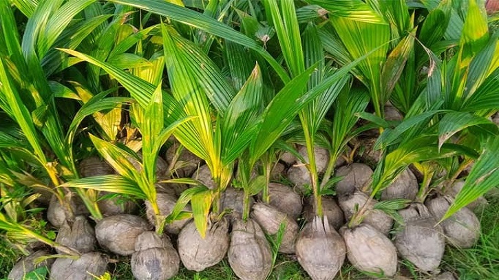 পিরোজপুরে ৮ হাজার চাষীকে ৪০ হাজার নারিকেল চারা বিনামূল্যে প্রদান 