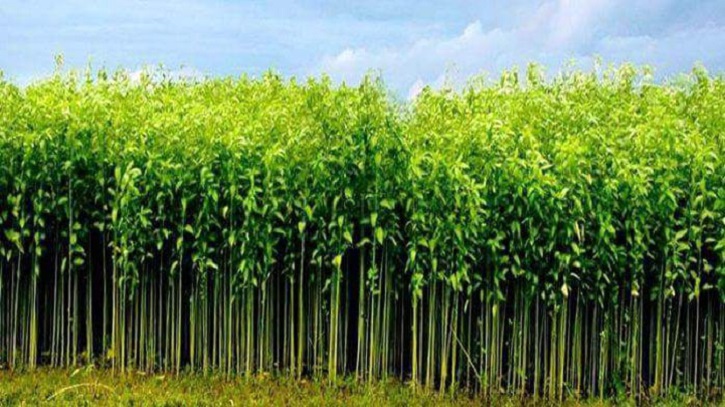 নওগাঁয় ৫ হাজার ২৯০ হেক্টর জমিতে পাট আবাদ