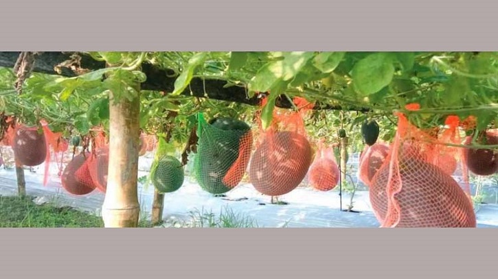 বাণিজ্যিকভাবে গ্রীষ্মকালীন তরমুজ চাষ করে সাফল্য বাণিজ্যিকভাবে গ্রীষ্মকালীন তরমুজ চাষ করে সাফল্য