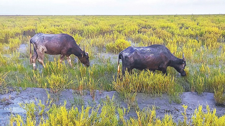 উপকূলীয় এলাকায় নোনাপানি বেড়ে যাওয়ায় ব্যাহত হচ্ছে গবাদিপশু পালন উপকূলীয় এলাকায় নোনাপানি বেড়ে যাওয়ায় ব্যাহত হচ্ছে গবাদিপশু পালন