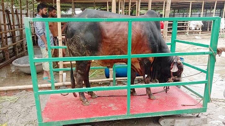 কোরবানির ঈদকে সামনে রেখে কেজি দরে গরু বিক্রি, বুকিং দিতে হিড়িক! কোরবানির ঈদকে সামনে রেখে কেজি দরে গরু বিক্রি, বুকিং দিতে হিড়িক!