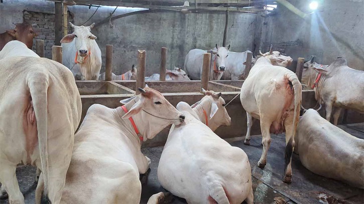 আবহমান ঐতিহ্য: পুরান ঢাকার হাট মাতাবে মিরকাদিমের ধবল গরু