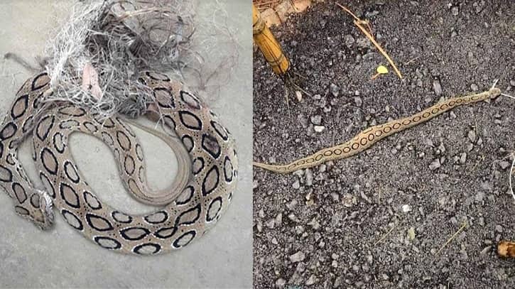 ভোলায় পাঁচদিনে ১২টি রাসেলস ভাইপার উদ্ধার, আতঙ্কিত এলাকাবাসী