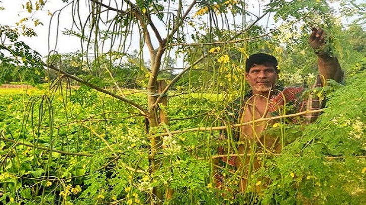টাঙ্গাইলে বাণিজ্যিকভাবে শুরু হয়েছে বারোমাসি সজনে চাষ টাঙ্গাইলে বাণিজ্যিকভাবে শুরু হয়েছে বারোমাসি সজনে চাষ
