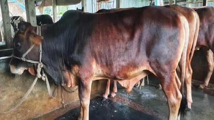 ক্রেতা আসতে শুরু করেছে খামারে, কোরবানির এক মাস আগেই গরু বিক্রির ধুম ক্রেতা আসতে শুরু করেছে খামারে, কোরবানির এক মাস আগেই গরু বিক্রির ধুম