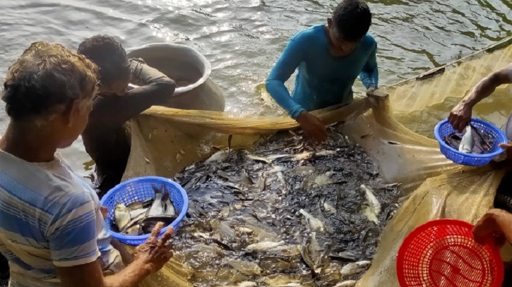বর্ষাকালে মাছের উৎপাদন বৃদ্ধির কৌশল ও পরিচর্যা বর্ষাকালে মাছের উৎপাদন বৃদ্ধির কৌশল ও পরিচর্যা