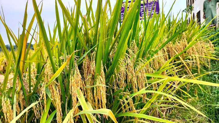 নতুন জাতের ব্রি হাইব্রিড ৮ ধান চাষাবাদে বাজিমাত নতুন জাতের ব্রি হাইব্রিড ৮ ধান চাষাবাদে বাজিমাত