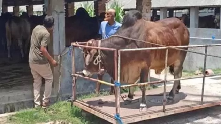 ৪৫০ টাকা কেজি দরে লাইভ ওয়েটে গরু বিক্রি করছে মোস্তাফিজুর ৪৫০ টাকা কেজি দরে লাইভ ওয়েটে গরু বিক্রি করছে মোস্তাফিজুর