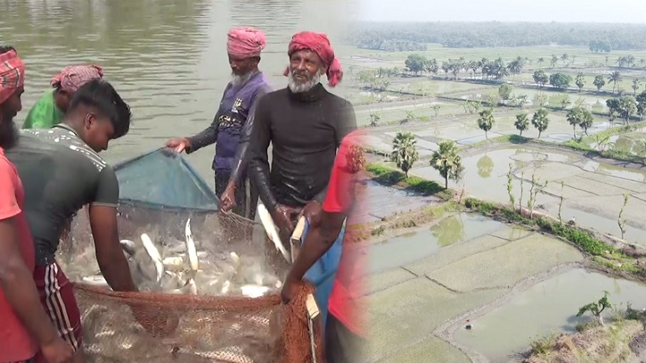 নড়াইলে বছরে ১২শ’ কোটি টাকার মাছ বিক্রি করেন মৎস্যজীবীরা