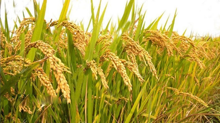 উচ্চ ফলনশীল নতুন জাত ব্রি ধান-৭৫-এর চাষে বাম্পার ফলন