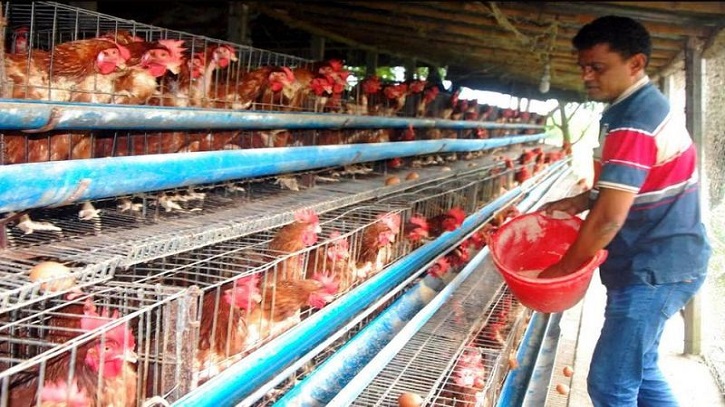 মুরগির খাবারসহ পণ্যের বাড়তি দামে ধুঁকছে পোল্ট্রি খাত, বন্ধ হয়েছে ৮০ শতাংশ খামার