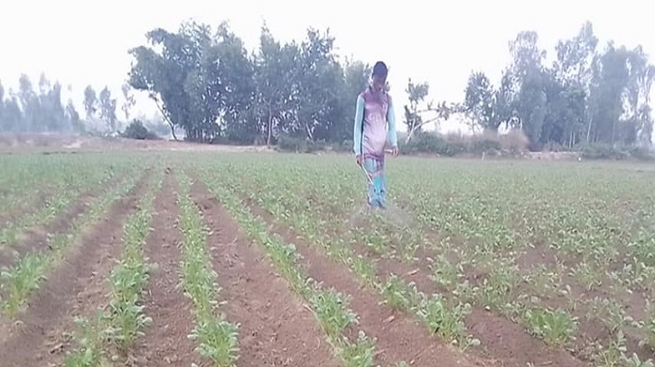 আগাম আলু ক্ষেত পরিচর্যায় ব্যস্ত কৃষকরা, অল্প দিনেই নতুন আলু বাজারে তোলা যাবে