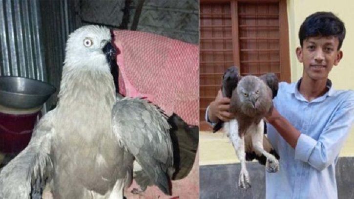 বিপন্ন প্রজাতির একটি ফিশ ঈগল উদ্ধার করেছে রেসকিউ টিম