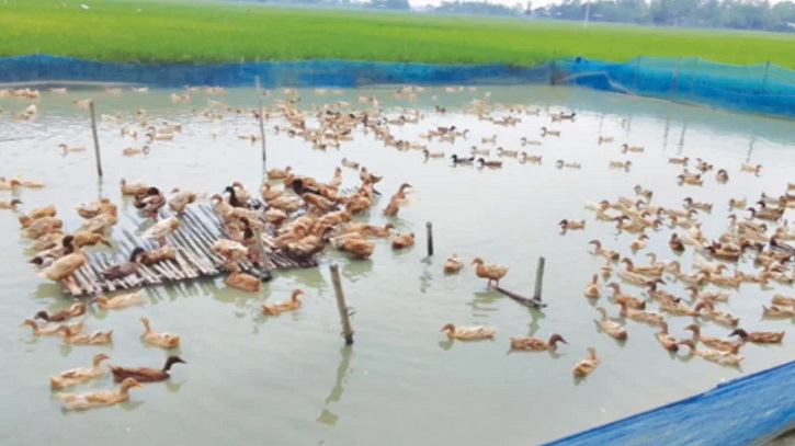 হাঁসের মাংস সরবরাহ করে ৬ হাজার টাকার উদ্যোগ এখন ৪৮ লাখ টাকা!