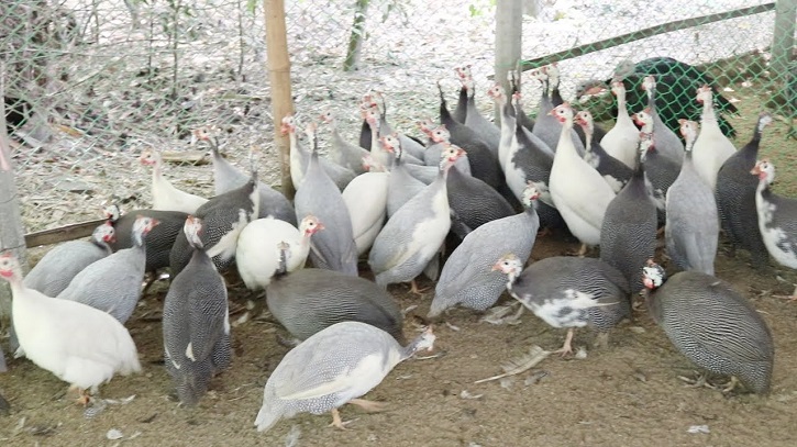 ডিম ও মাংসের চাহিদা মেটাবে তিতির