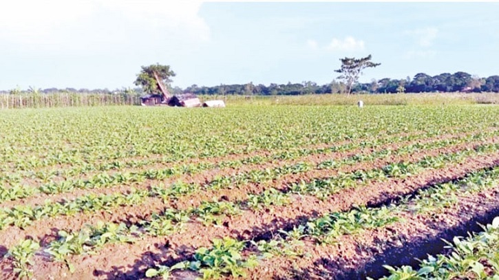 শঙ্খ নদের চরে পুরোদমে সবজি চাষাবাদে নেমে পড়েছেন কৃষকরা