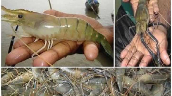 এবার এআই প্রযুক্তি ব্যবহার করে চিংড়ি চাষ