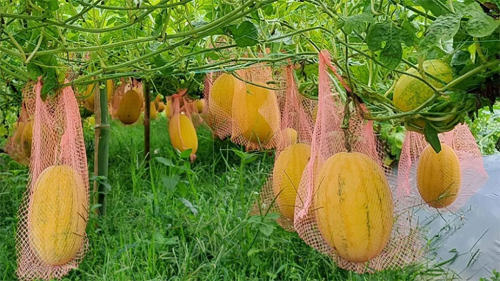 গ্রীষ্মকালীন তরমুজ চাষে সাফল্য