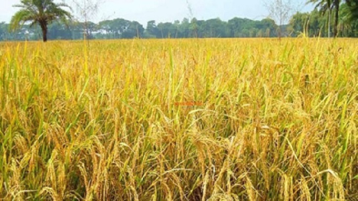Eco-Paddy: A Winning Formula Eco-Paddy: A Winning Formula