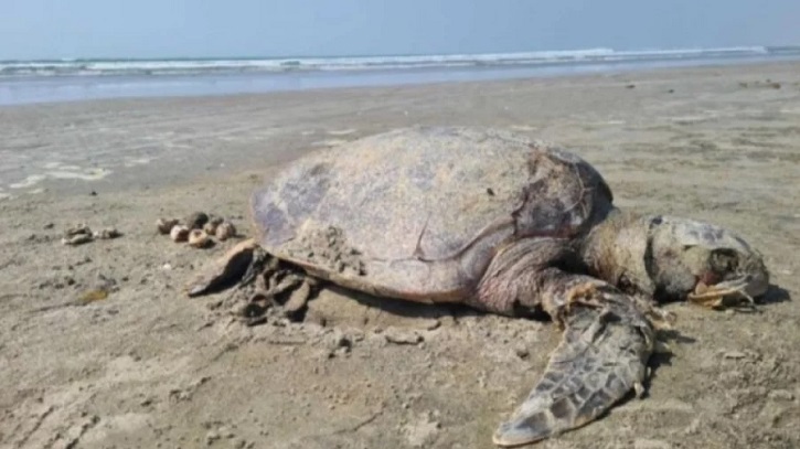 সমুদ্র থেকে হাত ১৩০টি মা কাছিমের মরদেহ উদ্ধার