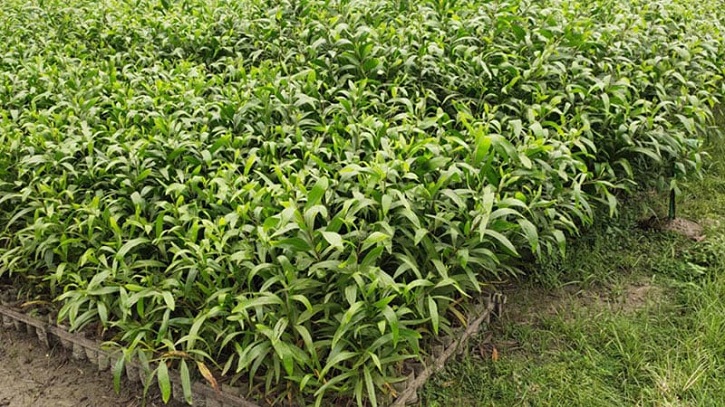 বন বিভাগের নার্সারিতে নিষিদ্ধ ক্ষতিকর গাছের চারা বন বিভাগের নার্সারিতে নিষিদ্ধ ক্ষতিকর গাছের চারা