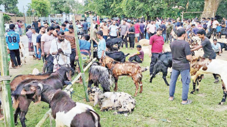 মনসাপূজাকে ঘিরে পাঁঠার বাজারে সরগরম মনসাপূজাকে ঘিরে পাঁঠার বাজারে সরগরম