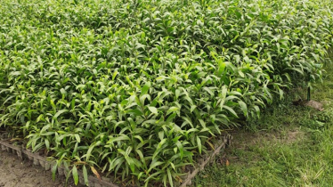 বন বিভাগের নার্সারিতে নিষিদ্ধ ক্ষতিকর গাছের চারা
