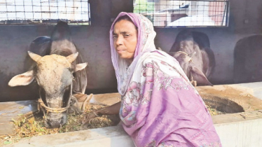 গরুর খামার গড়ে ভাগ্য বদলেছেন ঝিনাইদহের আম্বিয়া