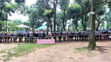 দুই কোটি টাকার গরু-মহিষ জব্দ, বিজিবির ওপর হামলা