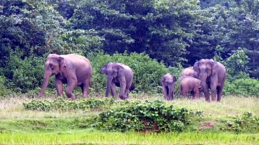 দলবেঁধে লোকালয়ে বন্যহাতির হানা, আতঙ্কে নির্ঘুম রাত কাটছে ১০ গ্রামের মানুষের