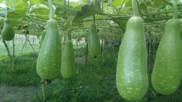 ভাদ্র মাসে লাউ চাষ করবেন যেভাবে