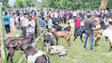 মনসাপূজাকে ঘিরে পাঁঠার বাজারে সরগরম