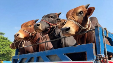 মহাসড়কে ১২ লাখ টাকা মূল্যের ১৯টি গরুবাহী ট্রাক ছিনতাই