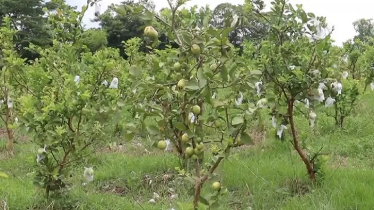 ফেনীতে বাড়ছে পেয়ারার বাণিজ্যিক আবাদ