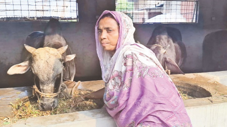 Ambia Khatun’s Dairy Success Empowers Women Ambia Khatun’s Dairy Success Empowers Women