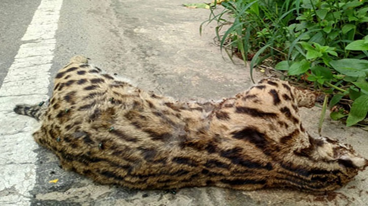 Wildlife Deaths Rise on Lauachhara National Park Road Wildlife Deaths Rise on Lauachhara National Park Road