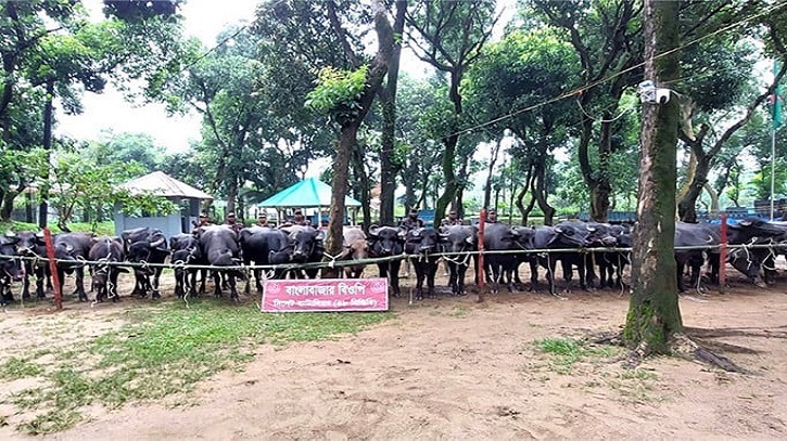 BGB Recovers Livestock Worth Tk 2cr from Smugglers BGB Recovers Livestock Worth Tk 2cr from Smugglers