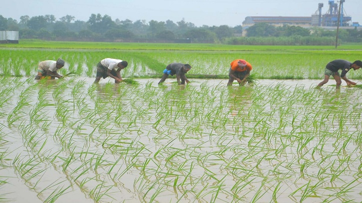 Bogura Farmers Hopeful for Bumper Aman Rice Harvest Bogura Farmers Hopeful for Bumper Aman Rice Harvest